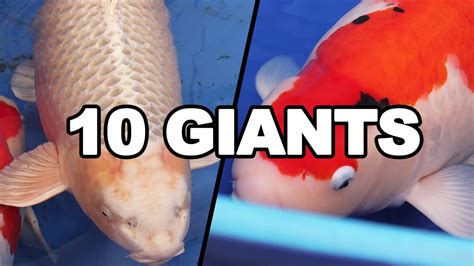 biggest koi fish|Biggest Koi Fish in the World: Record Holders & Facts.